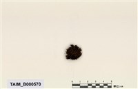 藏品(紫萼苔屬)的圖片